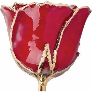 The Mindy Rose - Lacquered Ruby Colored Rose with Gold Trim